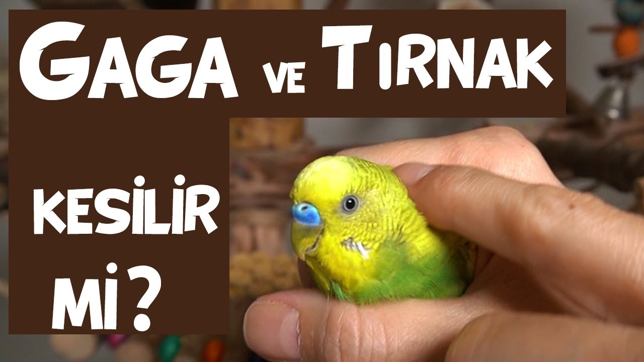Muhabbet Kuşu Tırnak ve Gaga Bakımı, Kuşlarda Tırnak ve Gaga Kesilir mi?