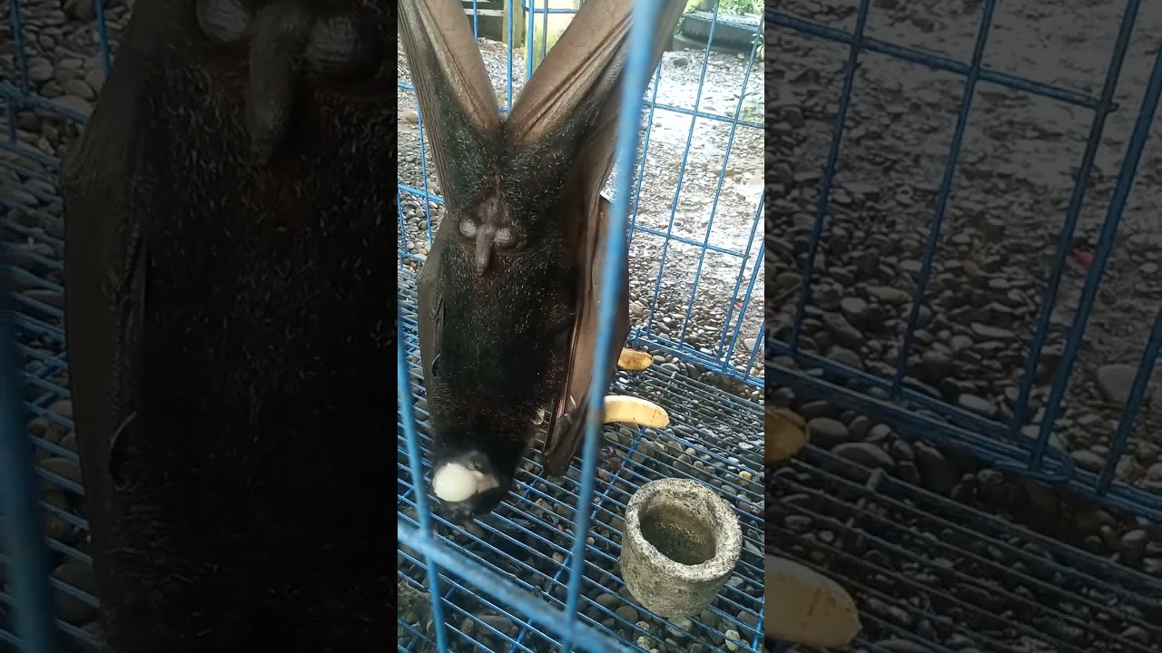 Living in the wild forest: #Bat eating Rambutan