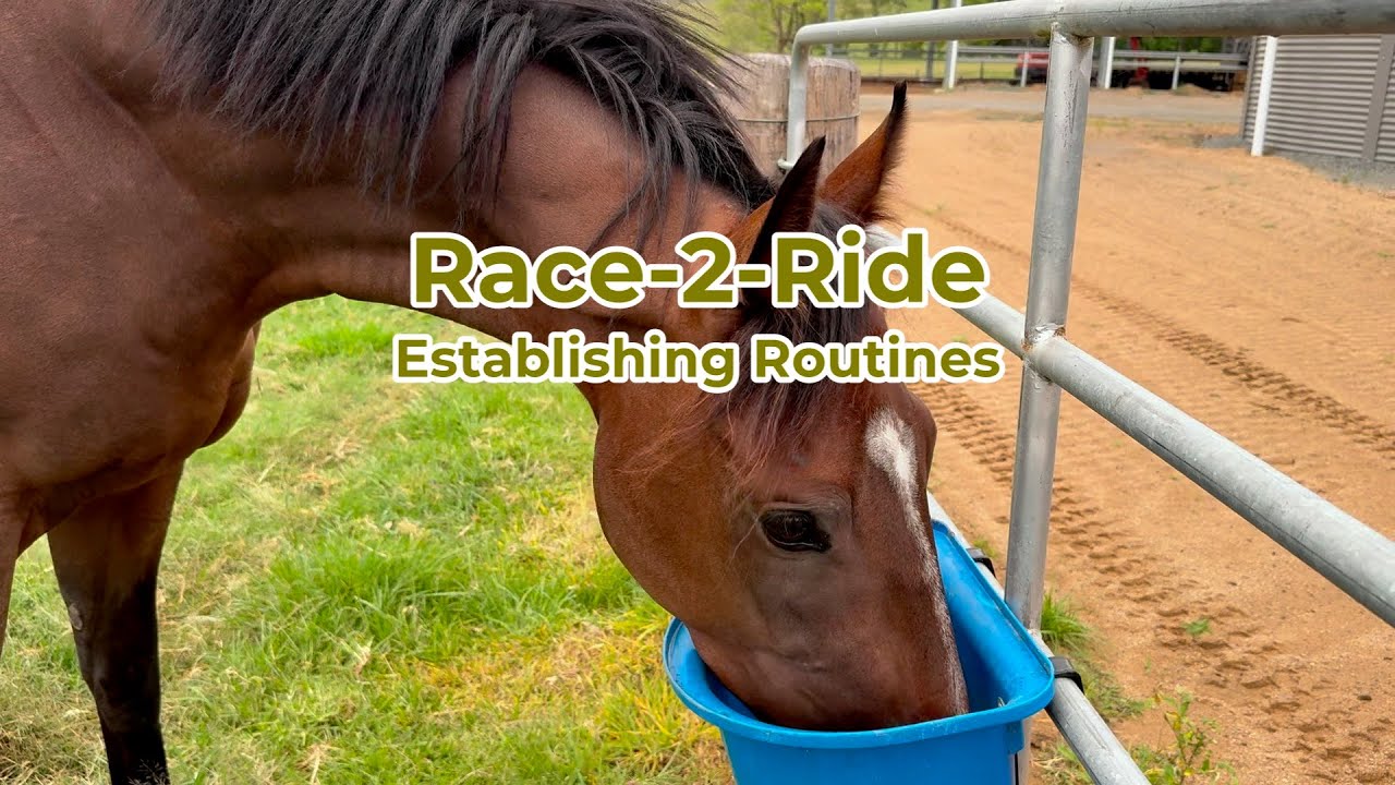 Establishing new routines for off-the-track horses