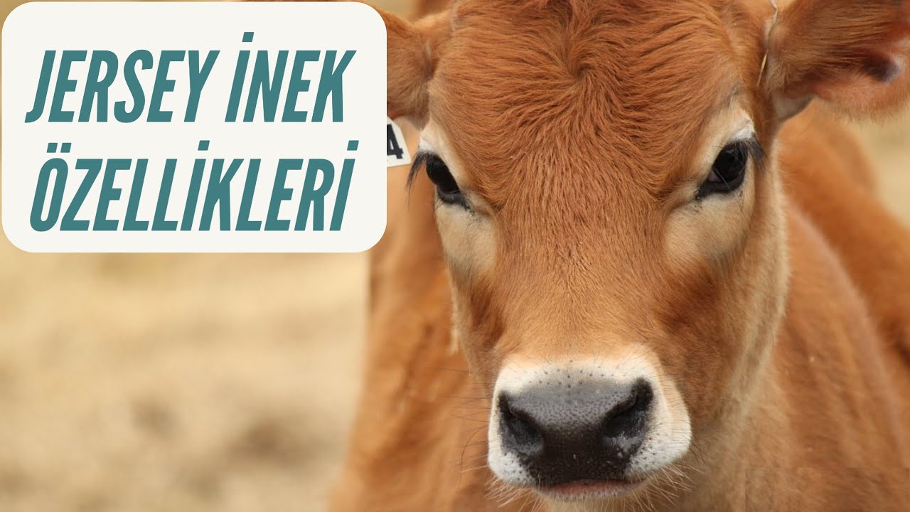 JERSEY İNEK | JERSEY SIĞIR IRKI VE ÖZELLİKLERİ