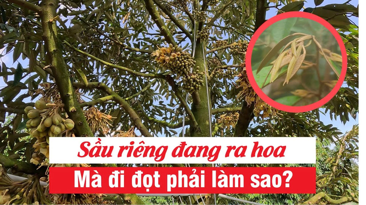 Sầu riêng đang ra hoa mà đi đọt phải làm sao? | Hai Lúa Vàng