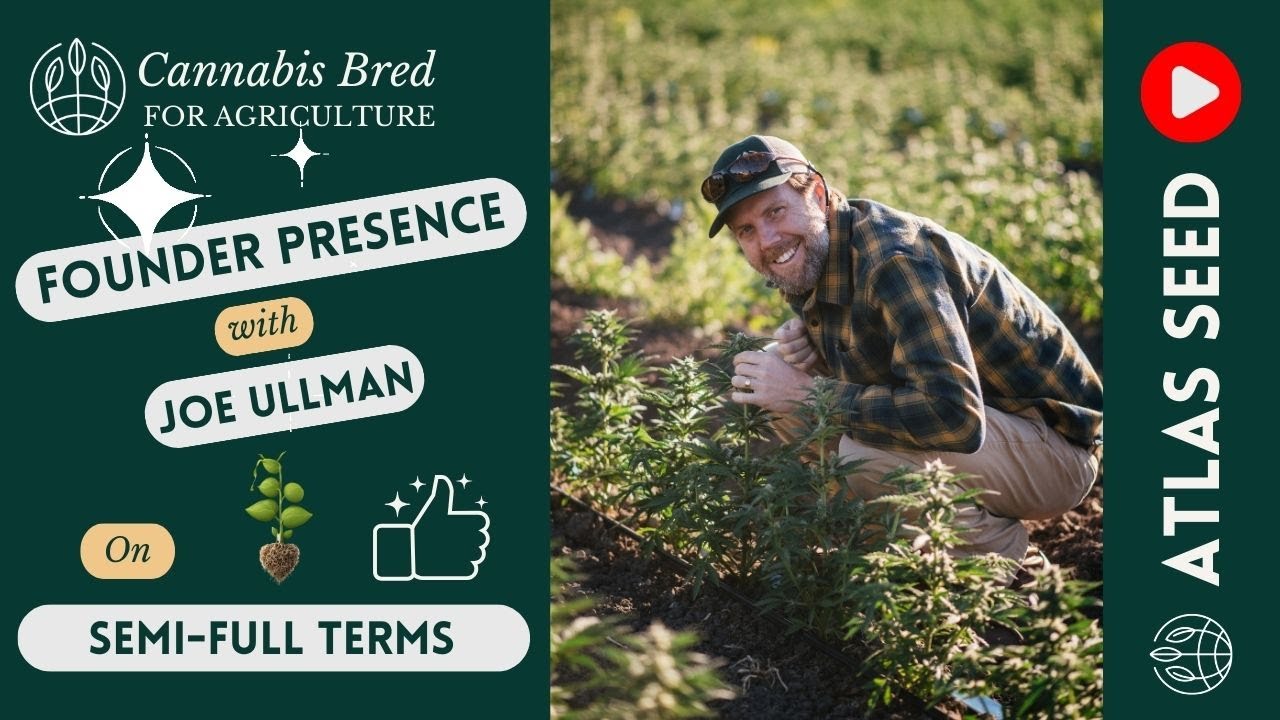 Fast finishing, fast flowering, semi full terms. Quiks, quicks! How to plant fast finishing cannabis