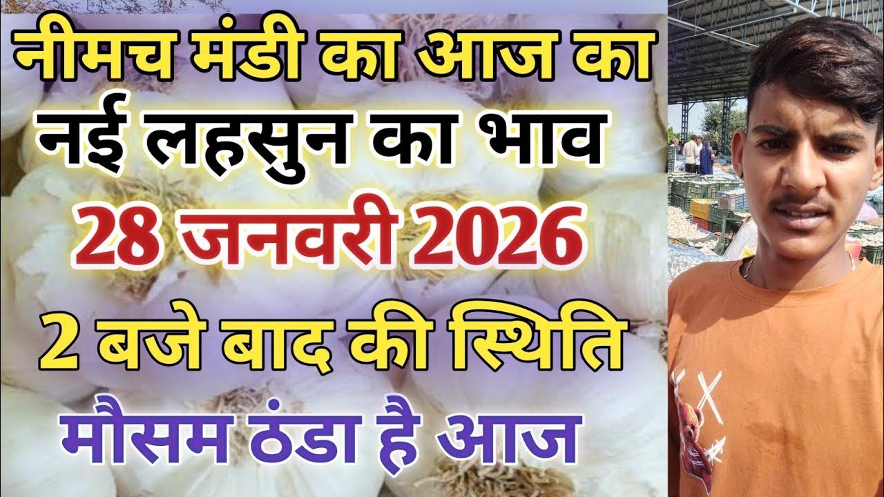 नीमच मंडी आज का नई लहसुन का भाव  / Neemuch mandi bhav today /Neemuch mandi lahsun bhav