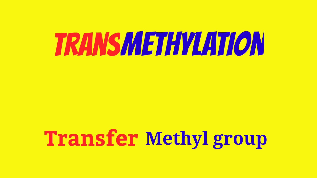Transmethylation ||Transmethylation Reaction ||Transmethylation Mechanism |TransmethylationAnimation