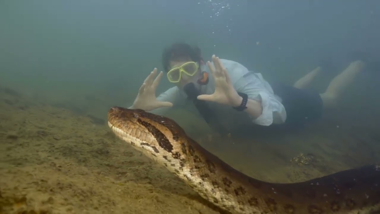 Cobra gigante de quase 8 metros &eacute; descoberta na Amaz&ocirc;nia