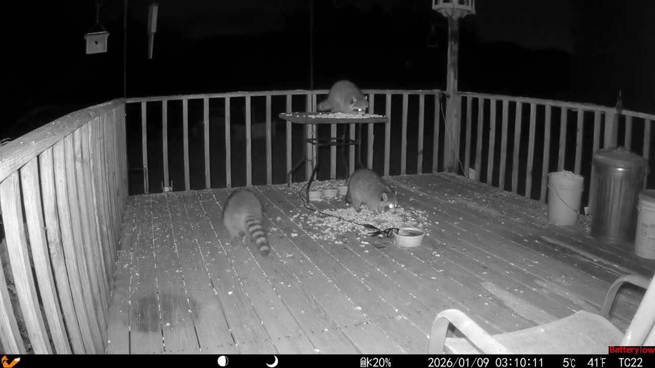 Archive Files of Deck Trail Camera Compilation 20260113 G