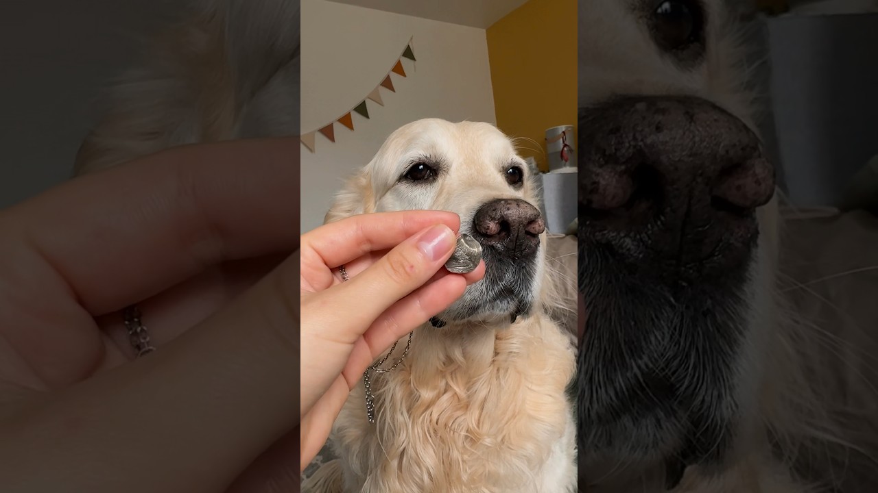 Эмпаты, вы там как? 🥺💔 Добрыня уже 8 лет - душа нашей семьи. А у как у вас? #семья #собака