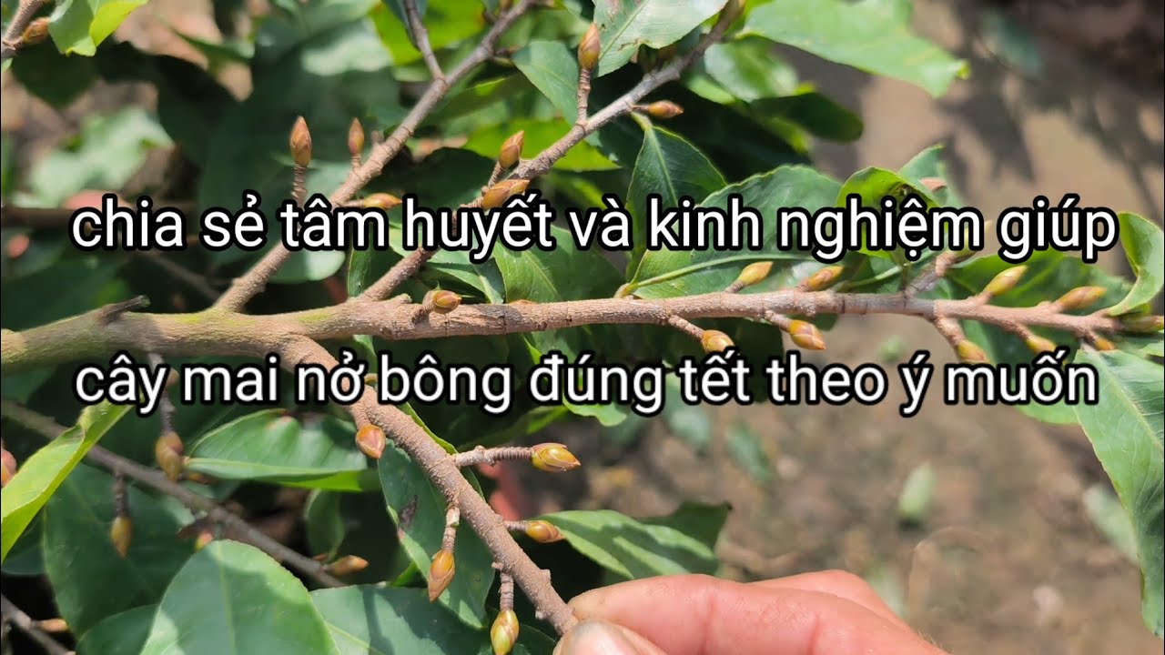 Muốn nụ mai mau bung vỏ chấu không bị nín nụ, và nở bông đúng tết rất đơn giản! 7-12 ÂL.