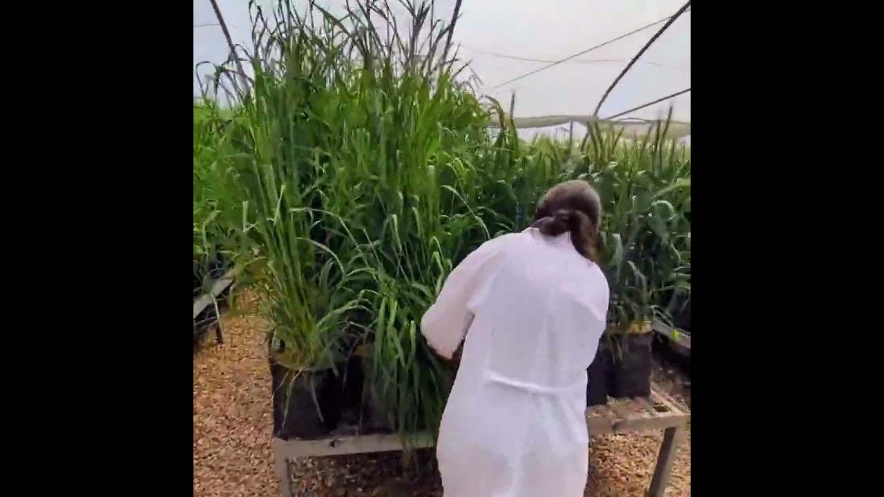 🌾 Innovation at Work with DYNOMYCO! 🌾.mp4