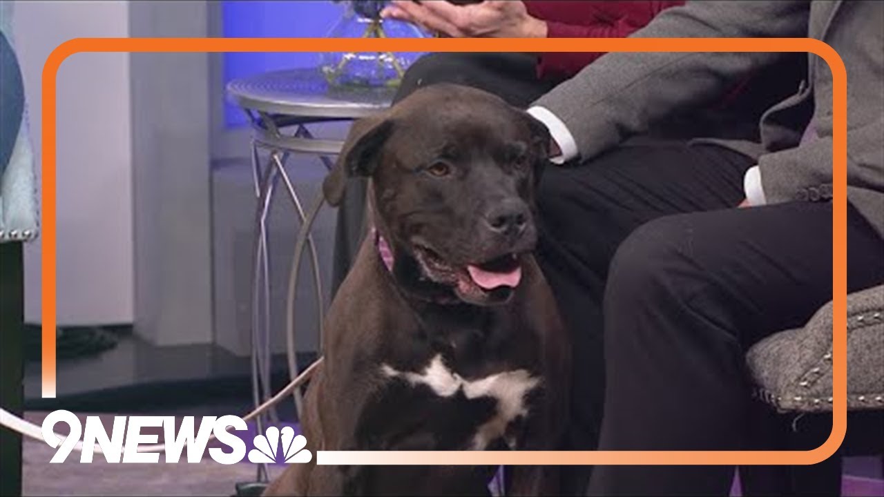 Petline9: 4-year-old Saint loves to snuggle