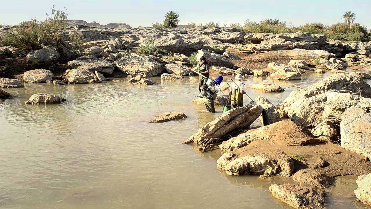 PECES EN EL DESIERTO / FISH IN THE DESERT / DES POISSONS DANS LE DÉSERT