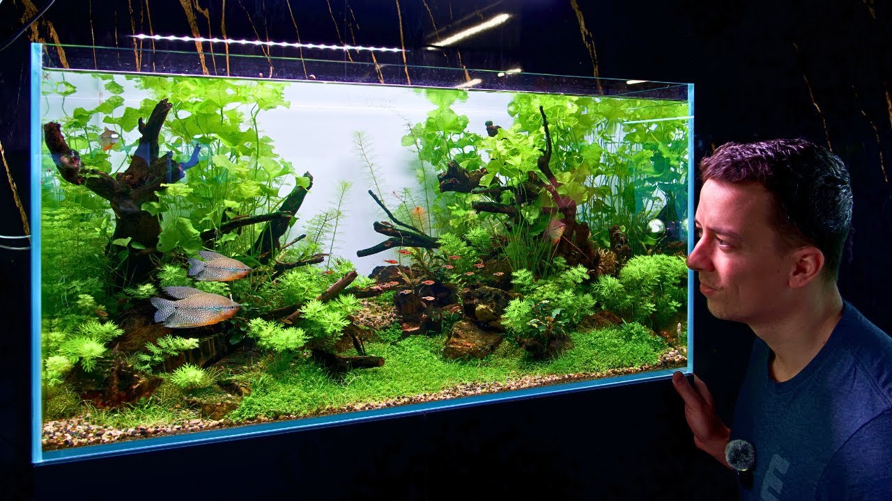 MAKING A NATURAL AQUASCAPE FOR PEARL GOURAMIS & GLOWLIGHT RASBORAS