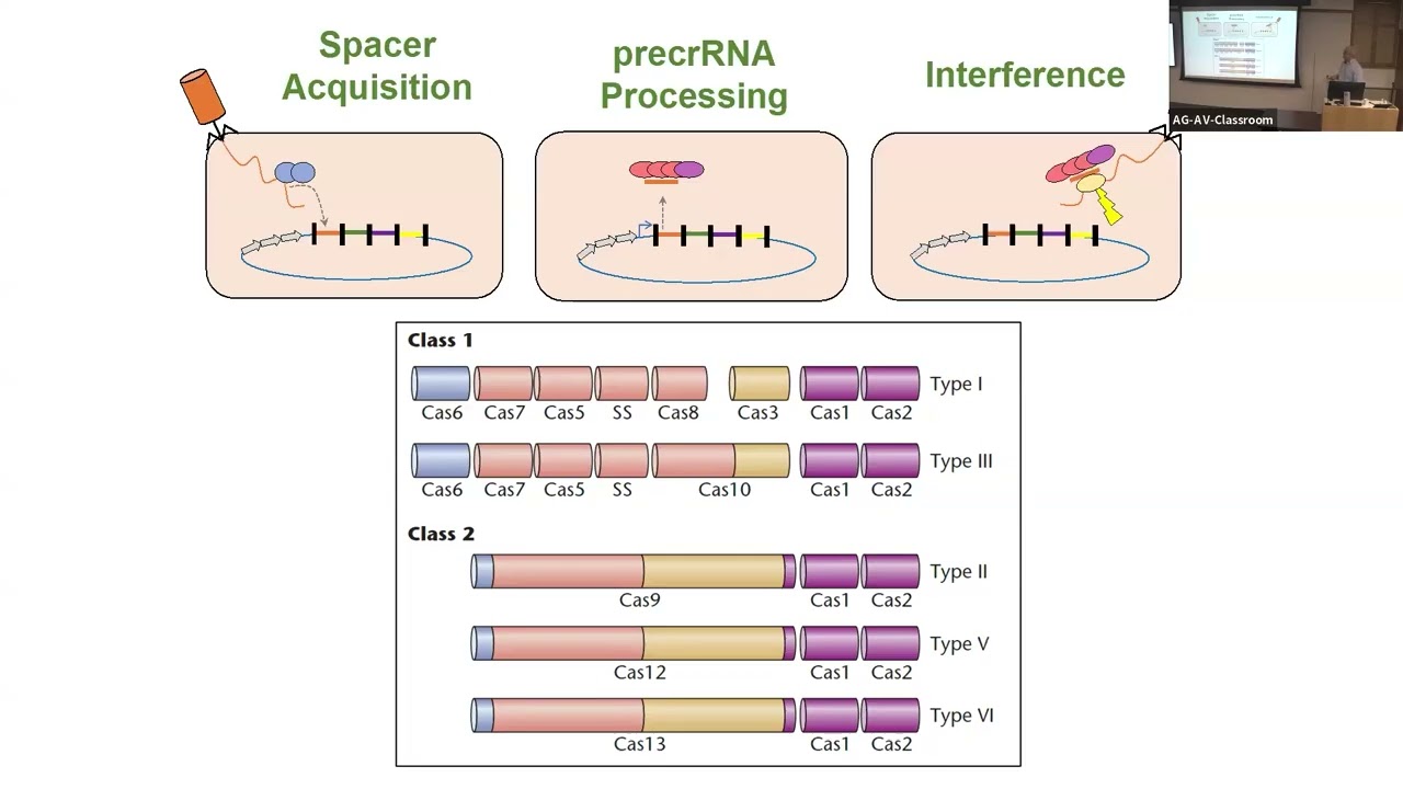 Natural and engineered guide RNA-directed transposition with CRISPR-associated Tn7-like transposons