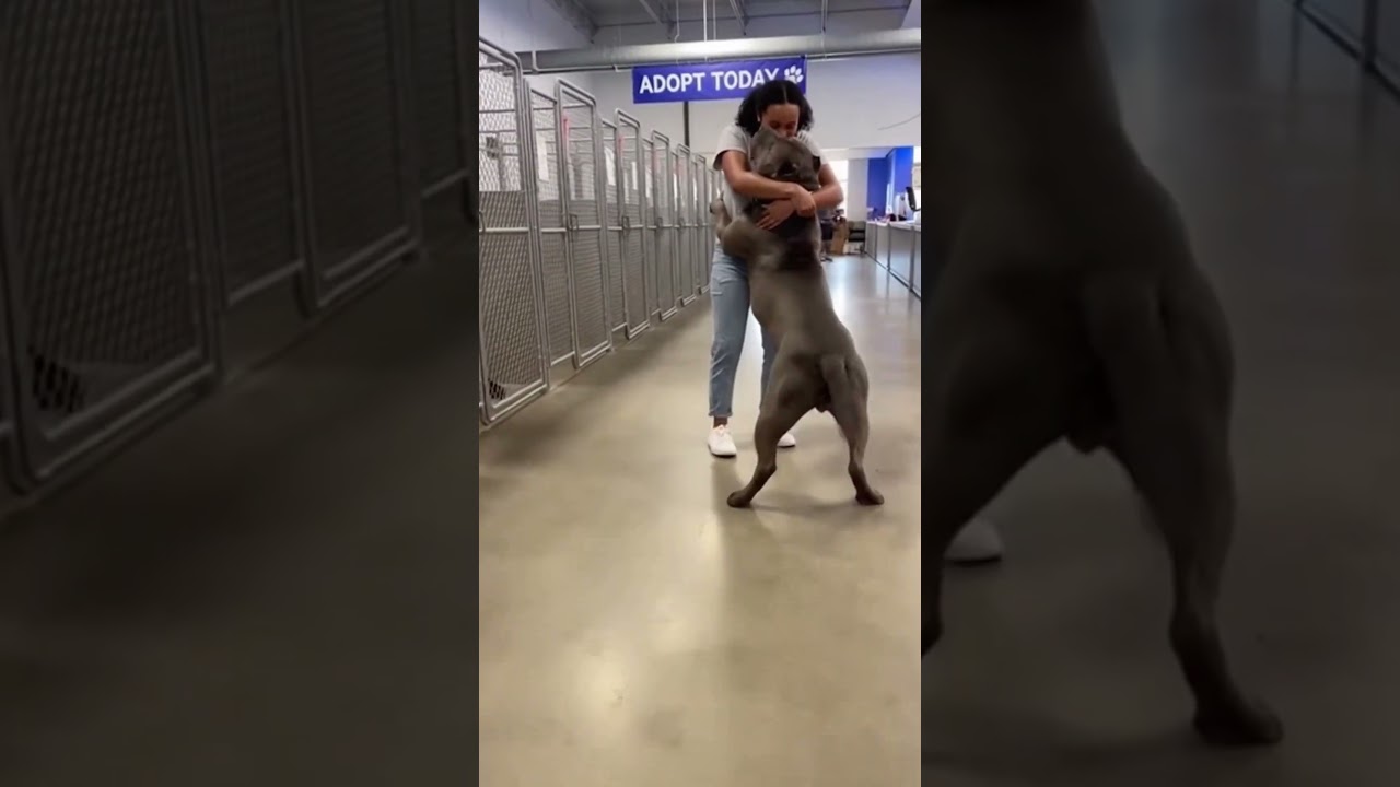 Pitbull Adoption Day Heartwarming Reunion at Shelter
