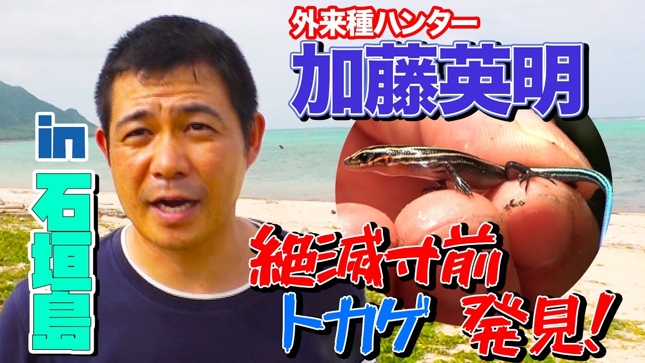 1.石垣島の密林で外来種イグアナを探していると…絶滅寸前！幻のトカゲを見つけた！