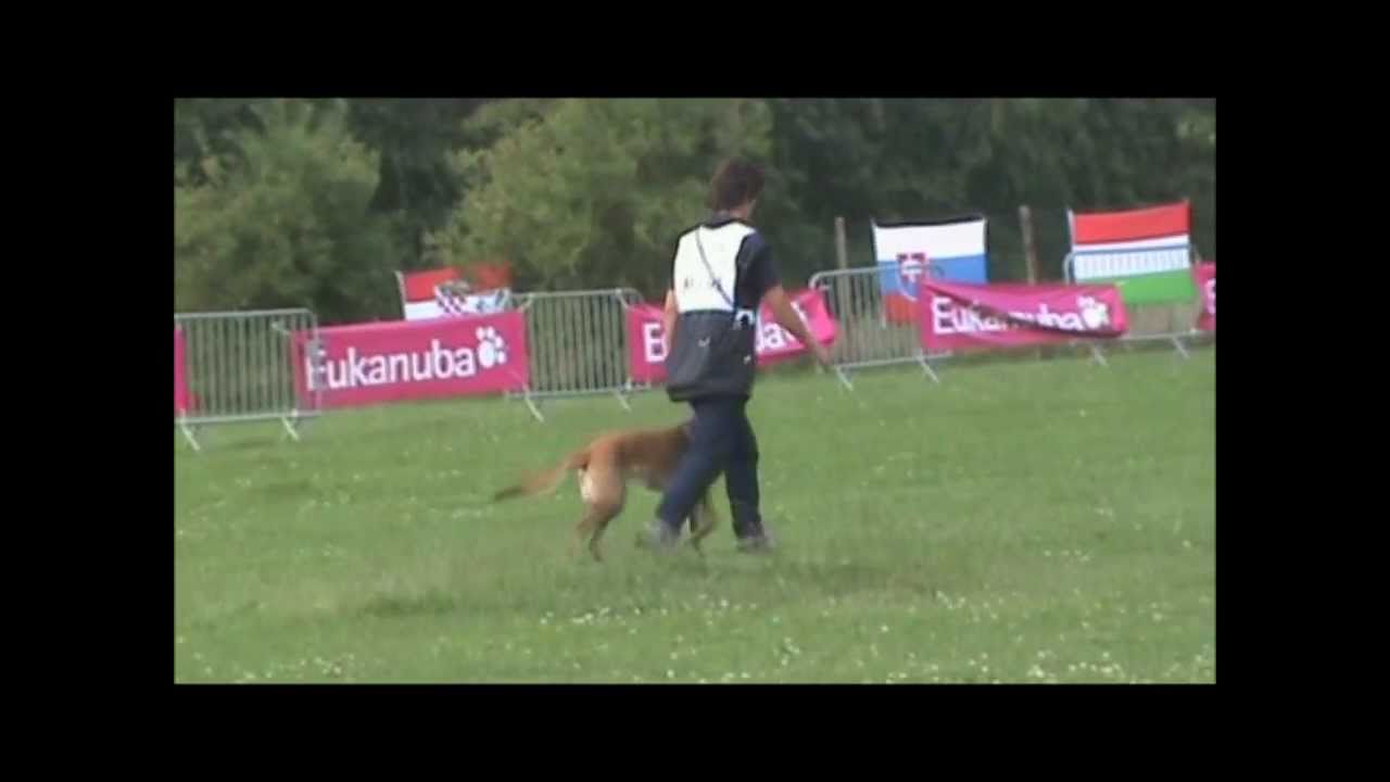2011 IRO WK voor reddingshonden in Belgie: appel Gina en Tempo