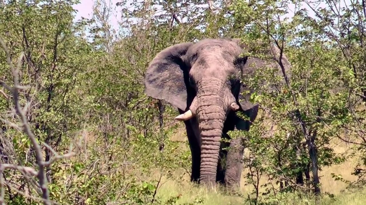 Chamäleon - Reise  -Botswana