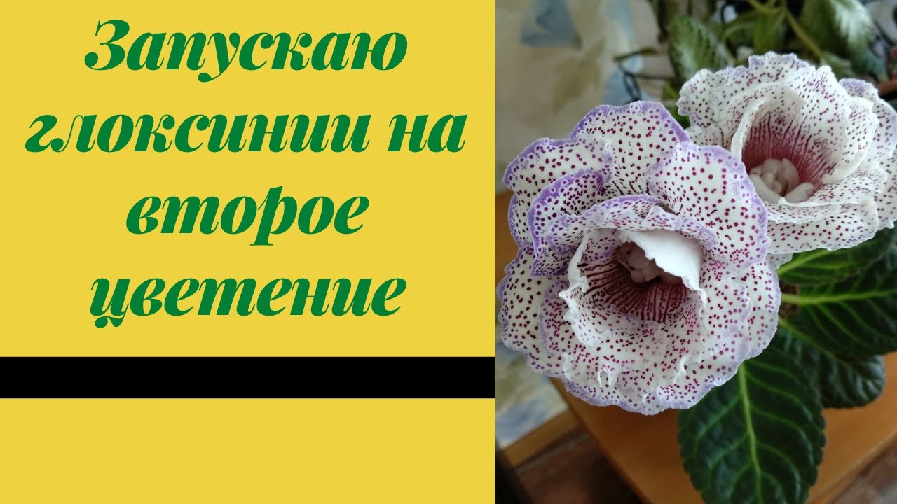 Глоксинии цветут. Как запустить глоксинию на второе цветение.