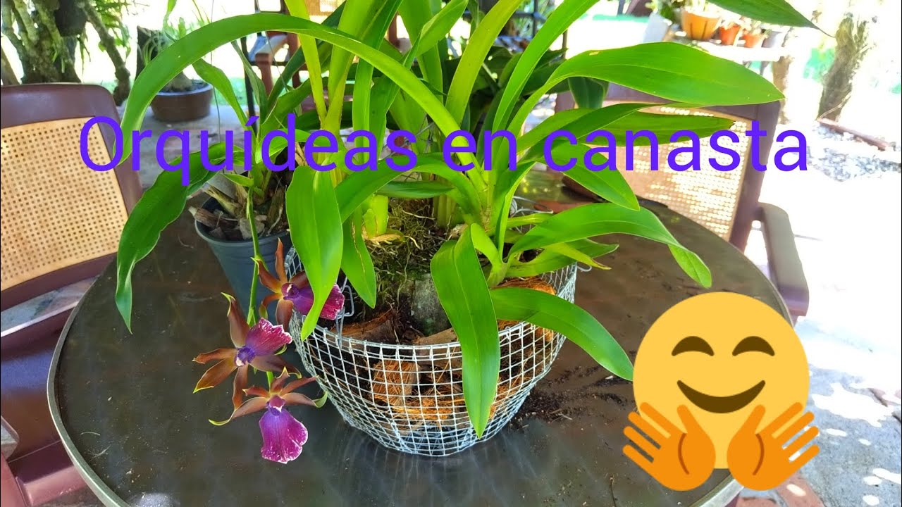 ¿COMO plantar ORQUÍDEAS en CANASTA o macetas?