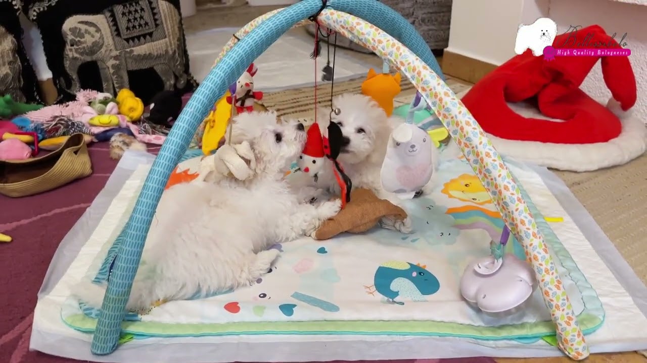 Bolognese Puppies 