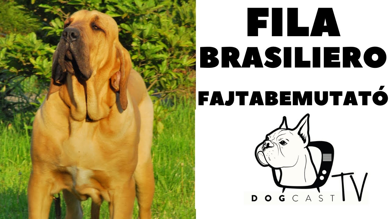 Fila Brasileiro (Brazil Masztiff) Fajtabemutat&oacute;!  DogCast TV