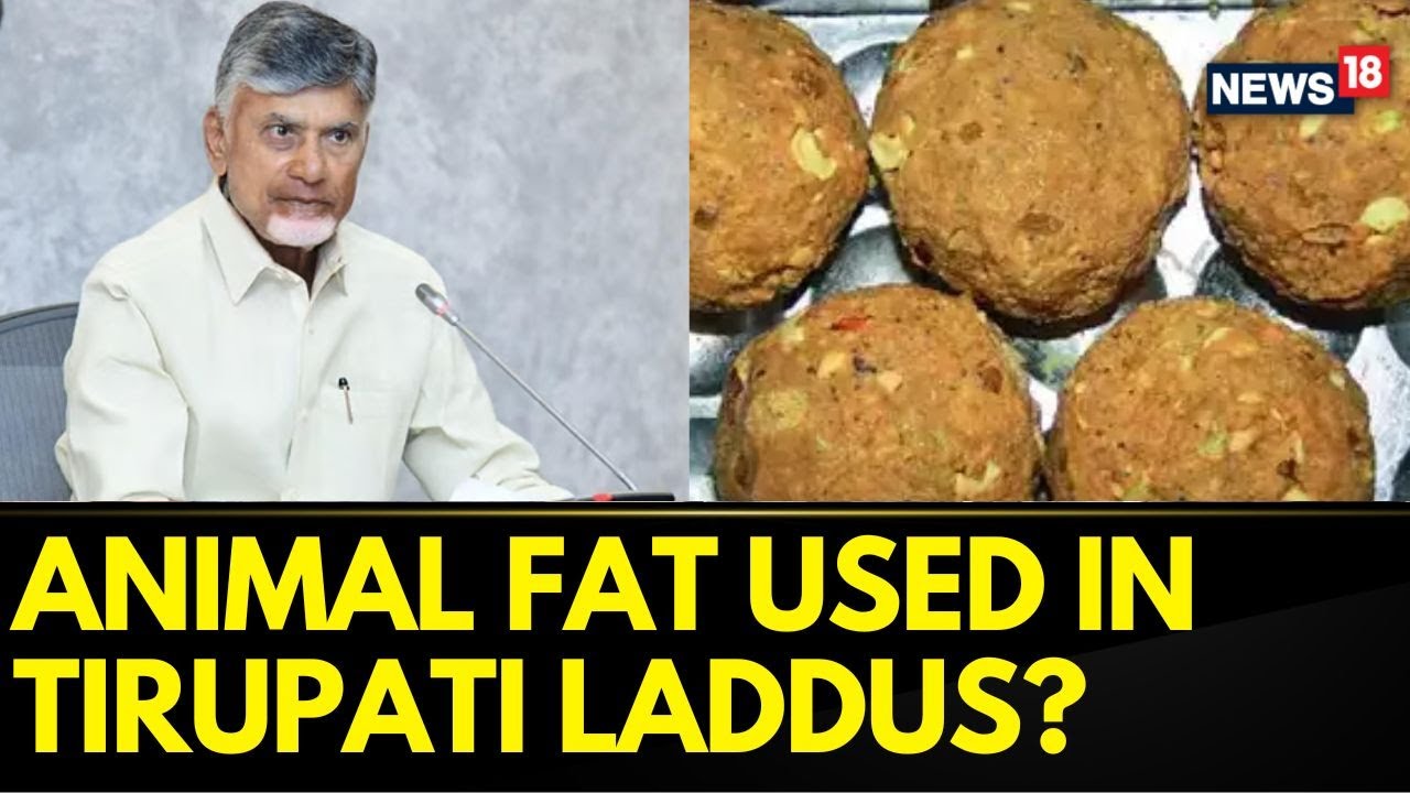 Andhra Pradesh CM Chandrababu Naidu Alleges Use Of Animal Fat In Tirupati Laddus, Emerges Row