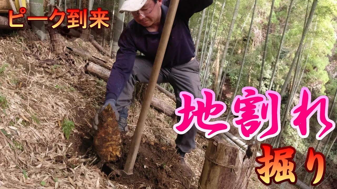【ピーク到来　地割れ掘り】（竹の子掘り・竹の子掘り方）