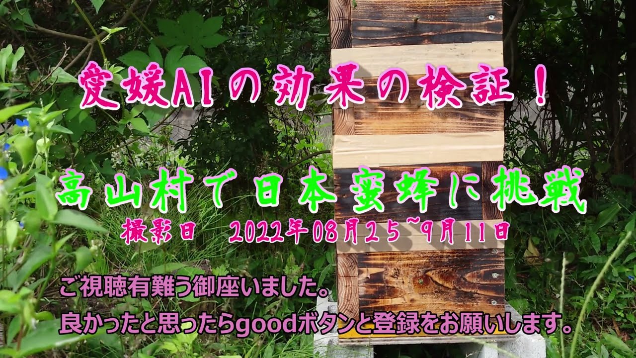 日本蜜蜂に愛媛AIが効果あるかもしれません？　日本蜜蜂が急減したので愛媛AIを使用しました。