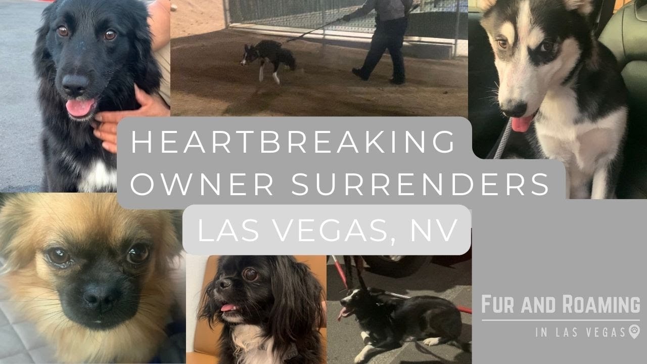 Heartbreaking owner surrenders - Dogs react to being surrendered by their owners - Las Vegas, Nevada