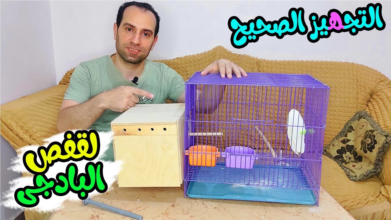 التجهيز الصحيح لقفص البادجى