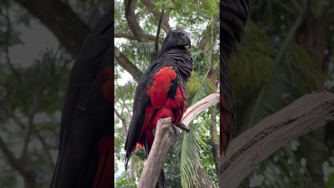 Pesquet's parrot (Psittrichas fulgidus), also known as the Dracula Parrot