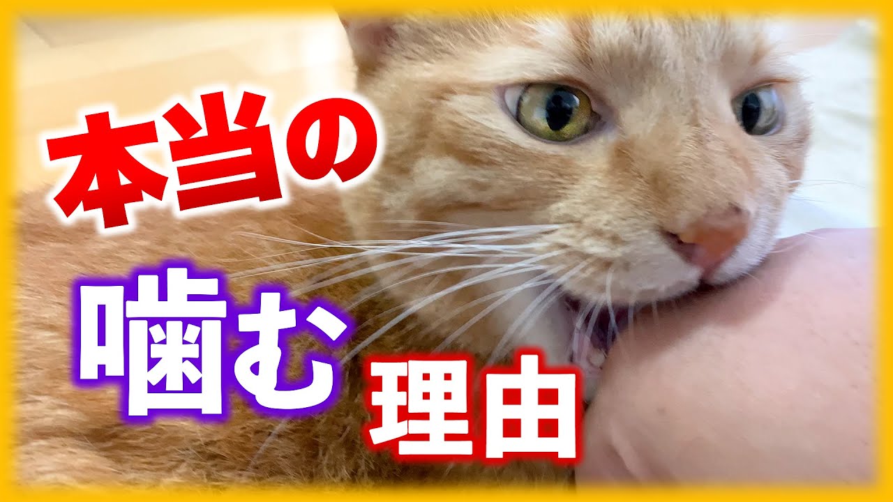 猫が噛む本当の理由