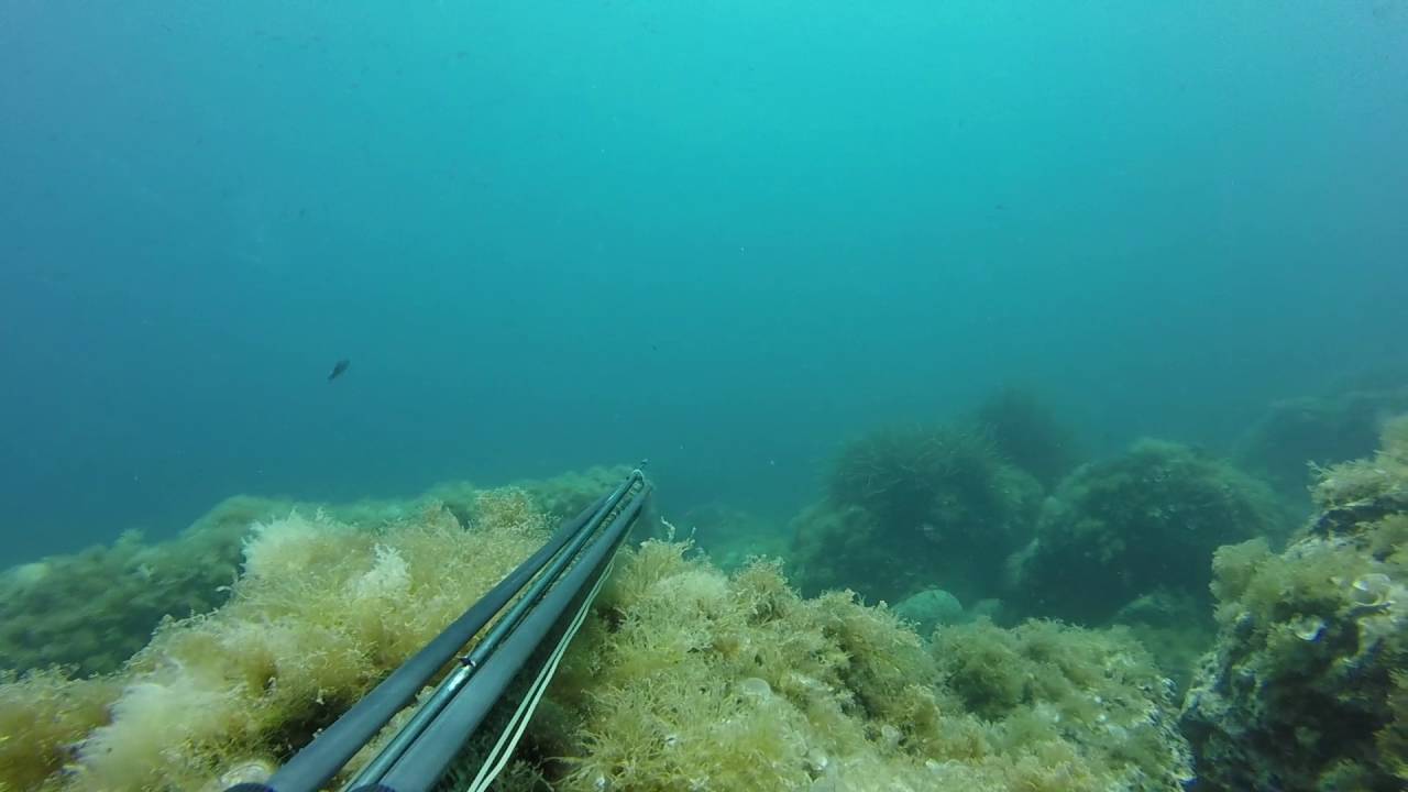 PESCA SUBMARINA JAVEA  ALICANTE  DENTON PULPO