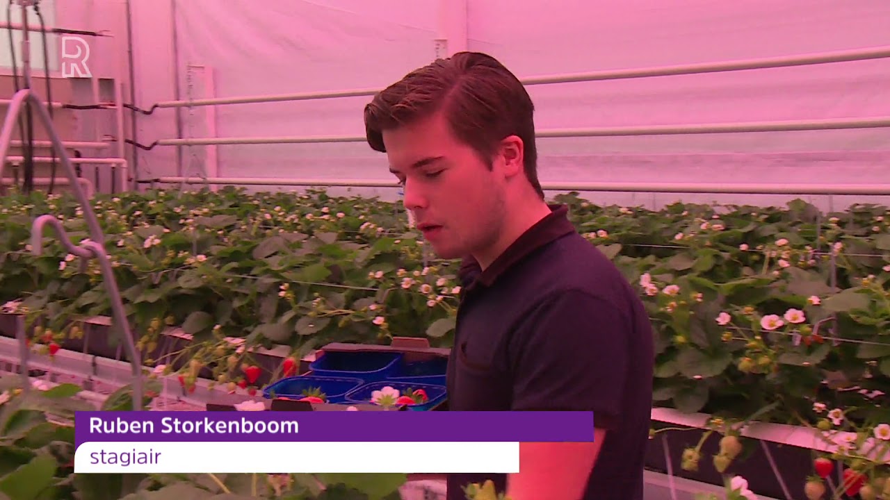 Van Eigen Bodem: De Lansingerlandse aardbei op groene stroom