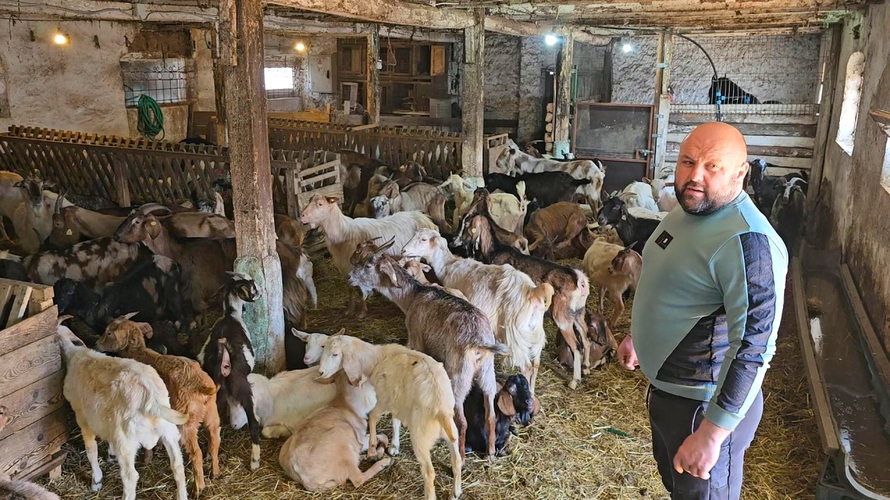 СОТНИ ОВЕЦ, КОЗ И КОРОВ НА ФЕРМЕ КЛАУДИУ СТЕФАНА СОАРЕ В МУНТЕНИ-БУЗАУ, ОКРУГ ЯЛОМИТА.