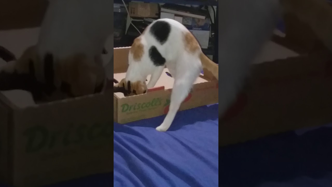 Cat visits neighbor nightly to eat and play.