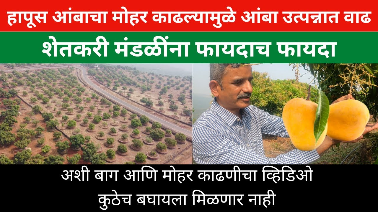 हापूस आंबाचा मोहर काढल्यामुळे आंबा उत्पन्नात वाढ | शेतकरी मंडळींना फायदाच फायदा | mango | farming