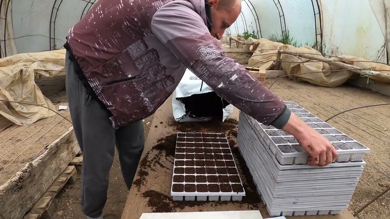 BVB Seedling i Mišina F1