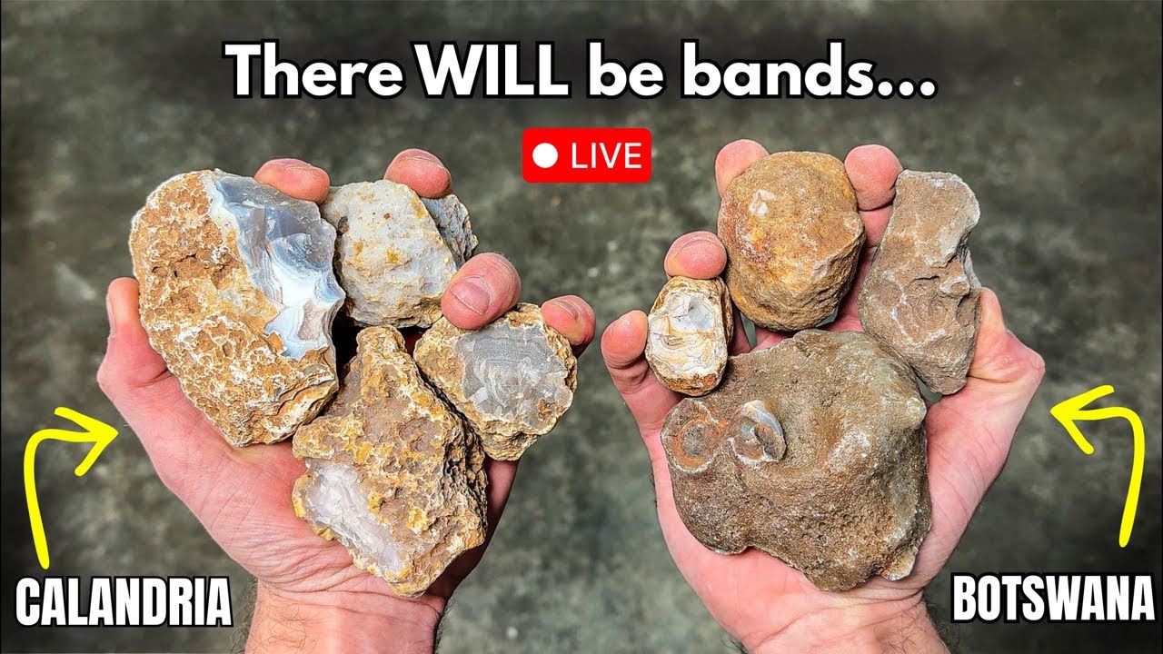 Cutting PREMIUM agate nodules LIVE!