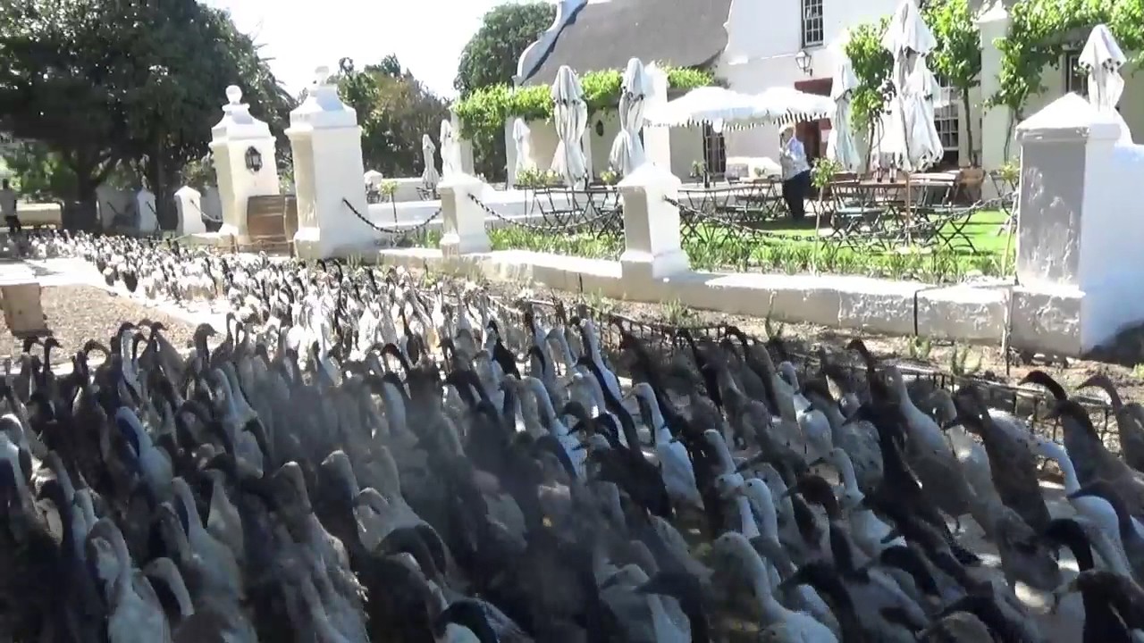 South African duck parade; Vergenoegd Winery