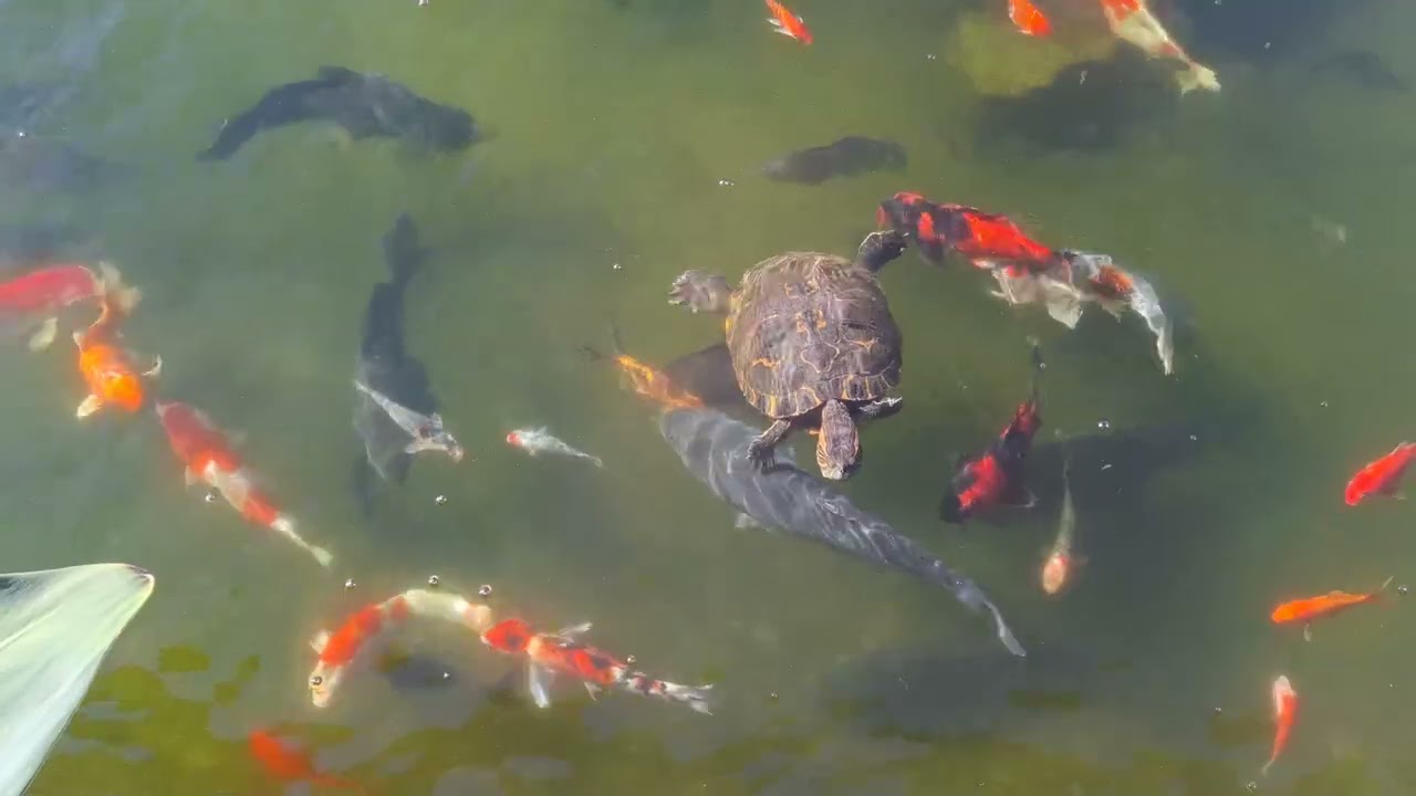 7 DIAS DEPOIS DA TPA, OLHA O QUE ACONTECEU canal saalada