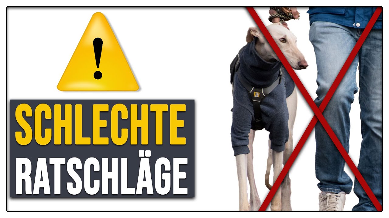 Hund KNURRT Besitzerin an 😳 - Schlechte Ratschläge von Hundetrainern - TGH XXL 4