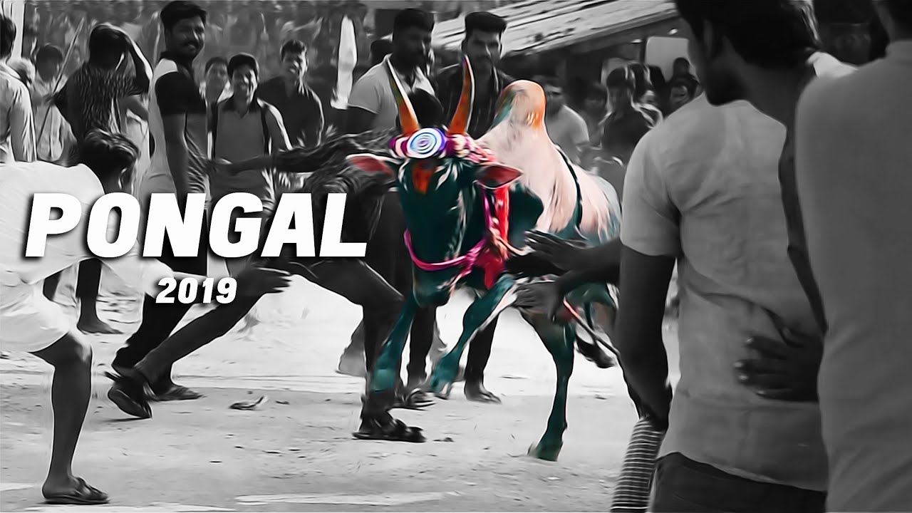 PONGAL 2019 - Cinematic Video | Valluvarpuram | Tamil Nadu | John Kozmos