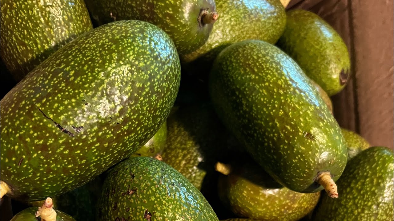 Giant Avocado Tree