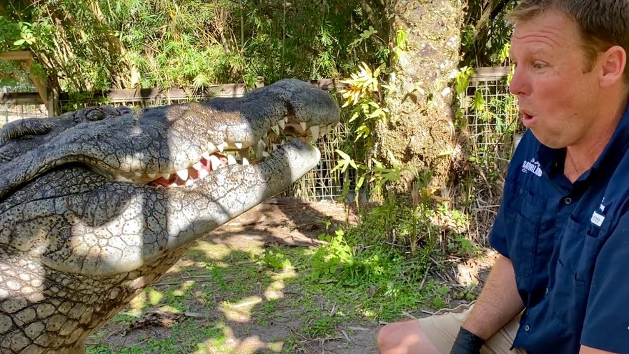 Sultan the Nile Crocodile! VLOGMAS day 8