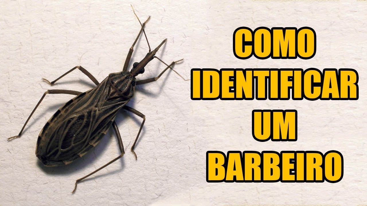 Como identificar um barbeiro