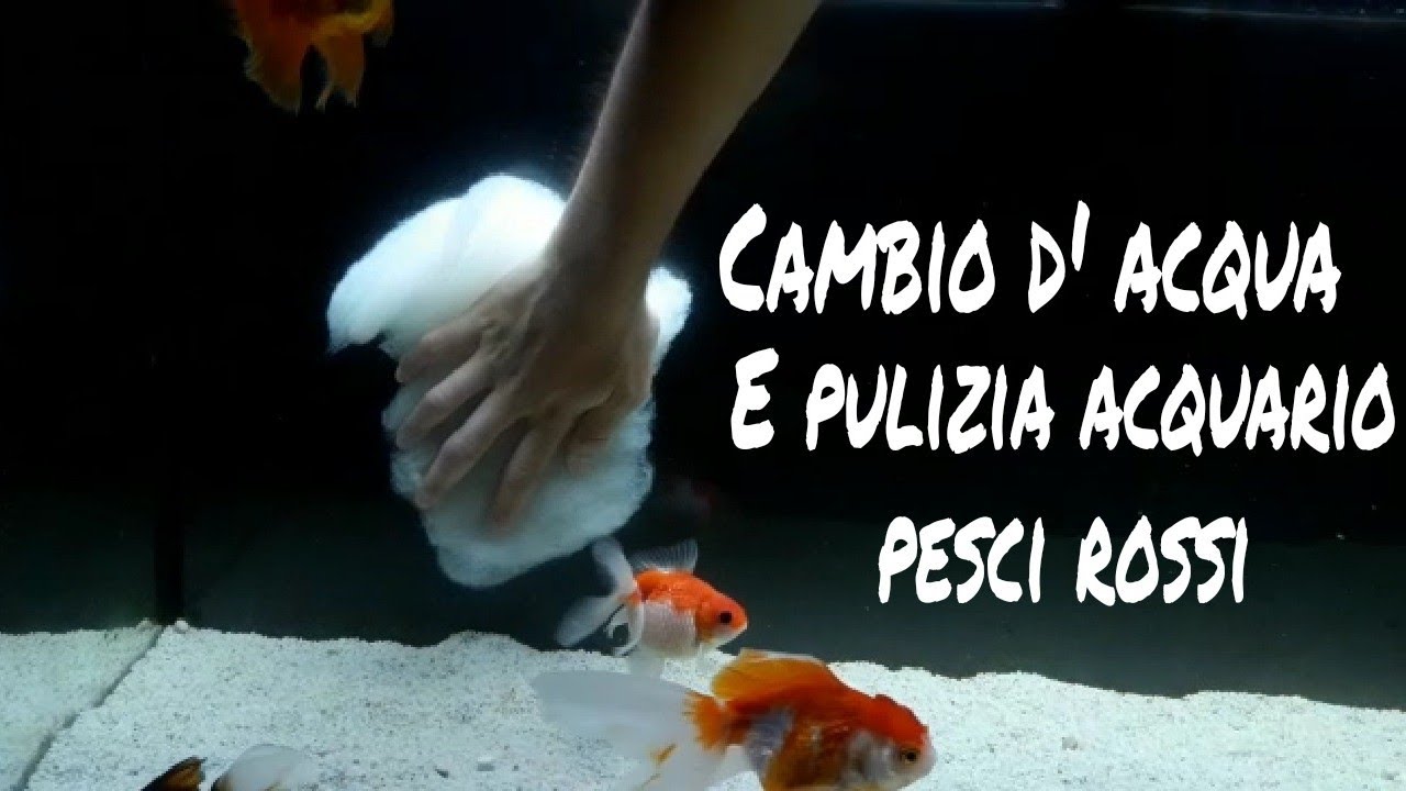 подмена воды и чистка аквариума с золотыми рыбками