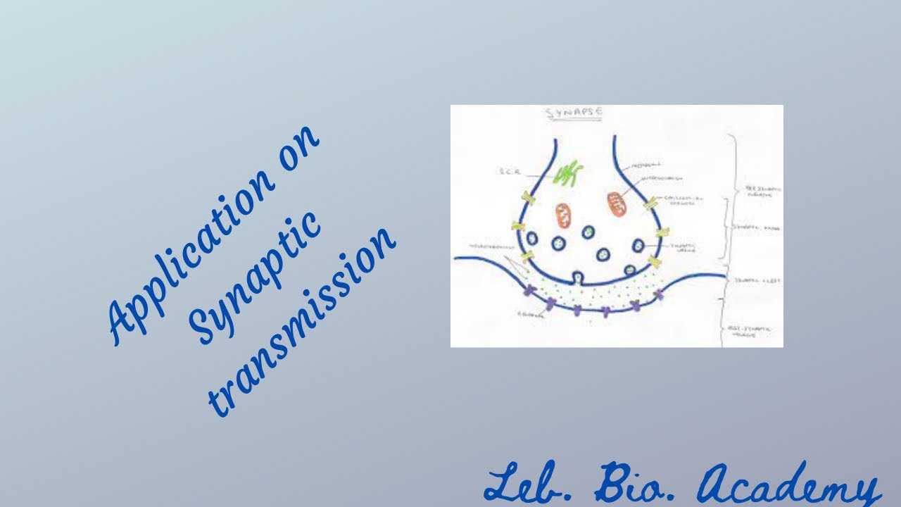 Application / solve a session on synaptic transmission