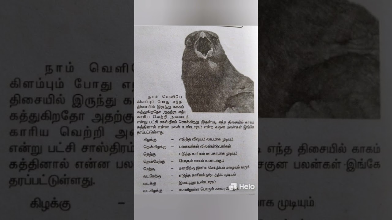 பஞ்ச பட்சி சாஸ்திரம் சகுன பலன் காகம் கத்தும் திசை Panja Patchi Sasthiram #shorts