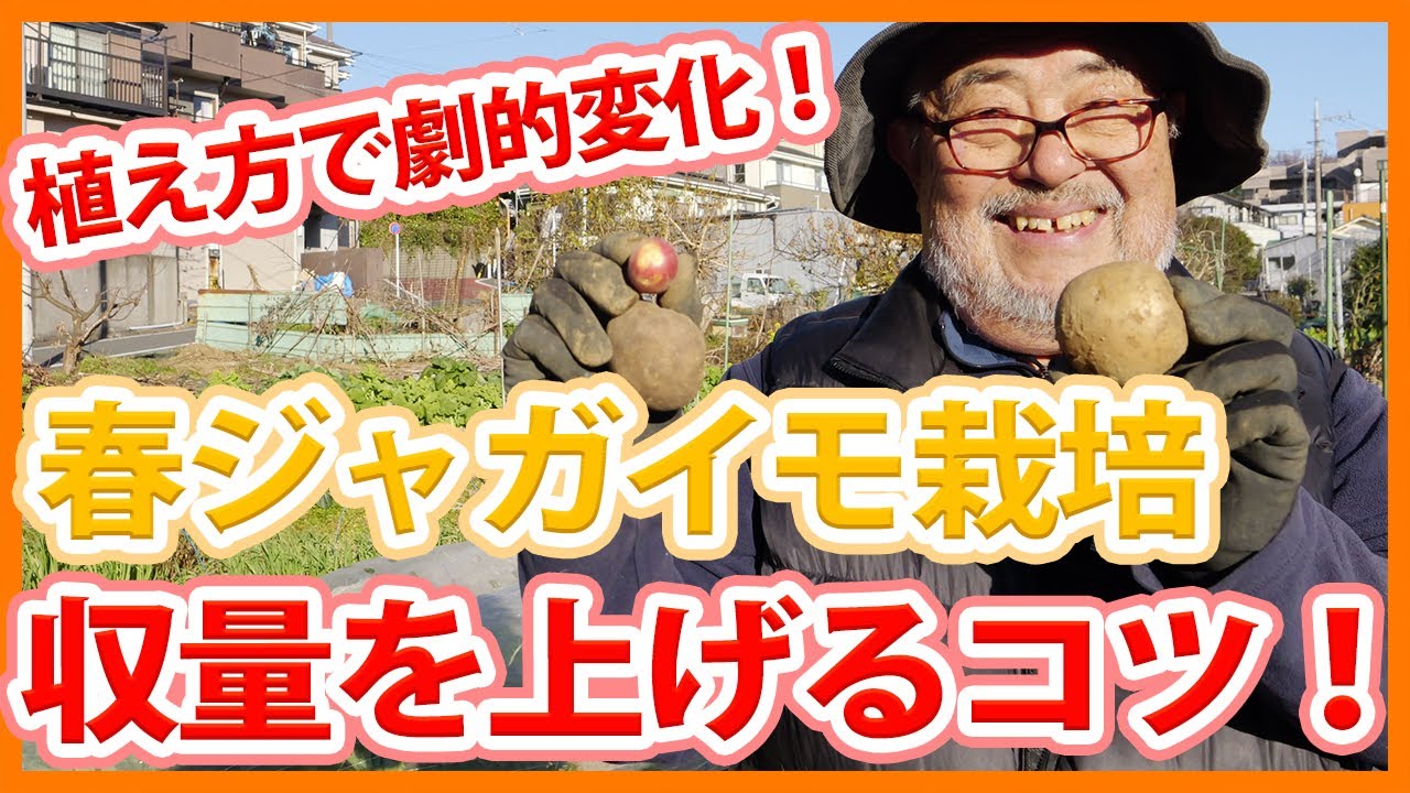 家庭菜園や農園の春ジャガイモ栽培で収量アップの植え方のコツ！植え方で劇的に変化する春ジャガイモの育て方！【農家直伝】